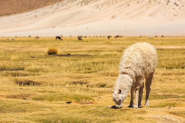 Fototapeta premium Lama standing in a beautiful South American altiplano landscape