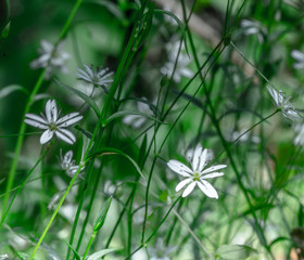 Background - fuzzy forest flowers © Dreamnordno