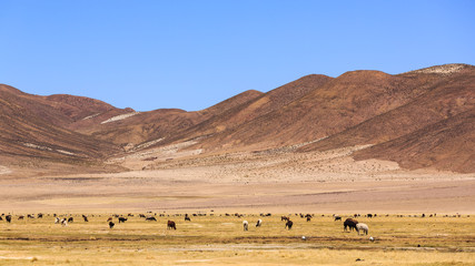 Lamas standing in a beautiful South American altiplano landscape