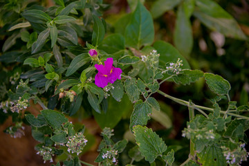 Львиный зев