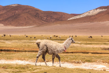 Lama standing in a beautiful South American altiplano landscape