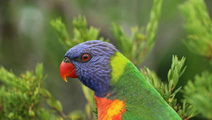 Allfarblori Papagei in Australien