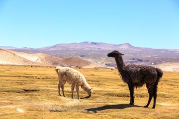 Lamas standing in a beautiful South American altiplano landscape