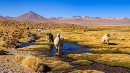 Lama standing in a beautiful South American altiplano landscape