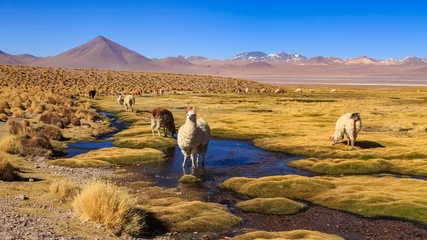 Fotobehang Lama staat in een prachtig Zuid-Amerikaans altiplanolandschap © pwollinga