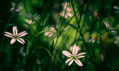Background - fuzzy forest flowers
