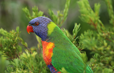 Allfarblori Papagei in Australien