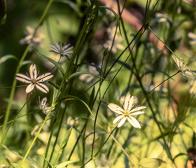 Background - fuzzy forest flowers