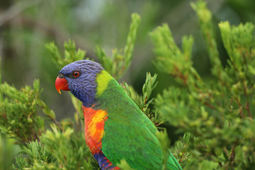 Allfarblori Papagei in Australien