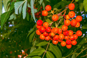 Rowan berries, Sorbus aucuparia, tree mountain ash.