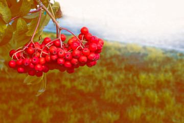 Rowan berries, Sorbus aucuparia, tree mountain ash.