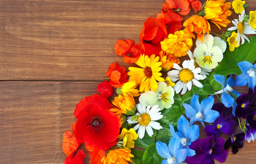 Fototapeta na wymiar A rainbow of colorful flowers: red poppies, orange marigolds, yellow daisies, green clover leaves, blue delphinium and purple pansies on a wooden background. Copy space, flat lay. Summer background