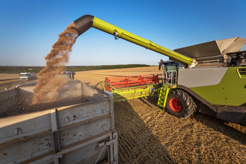 Combine harvester in action on wheat field.