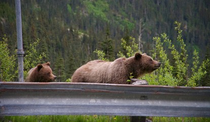 Two grizzly bears, mama and cub, foraging along the road outside of Segway Alaska