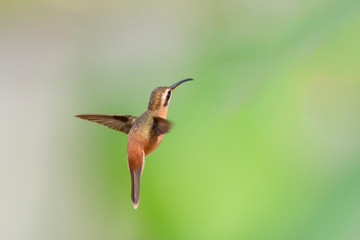 hummingbird in flight
