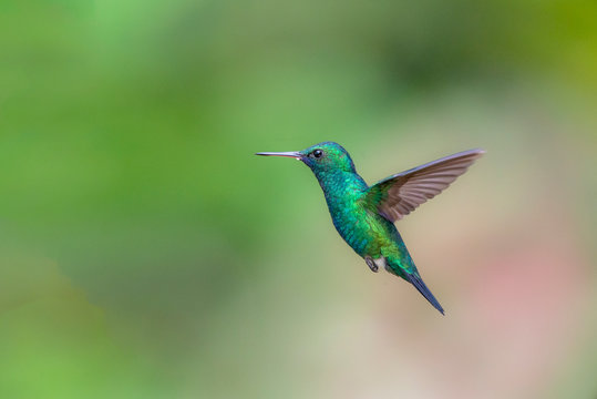 hummingbird in flight