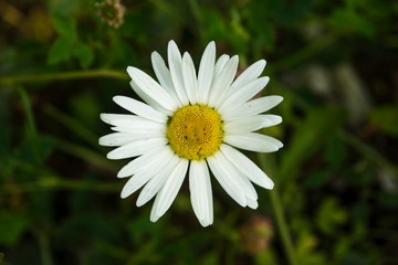 Daisy flower close up on a green meadow