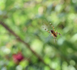 Une araignée du jardin bien tranquille au milieu de sa toile dans l'attente d'un insecte vienne se prendre dans ses fils tendus par cette besoigneuse