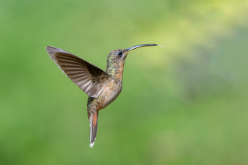 hummingbird in flight