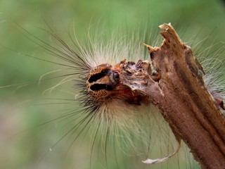 small caterpillar on the plant