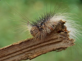 small caterpillar on the plant
