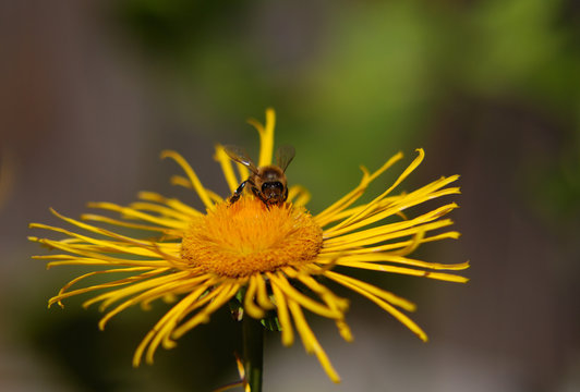 bee sitting on the yellow flower of Elecampane, on a green and brown background, front view, macro