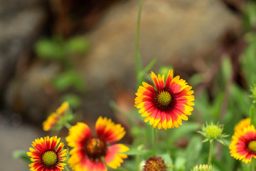 flower in the garden