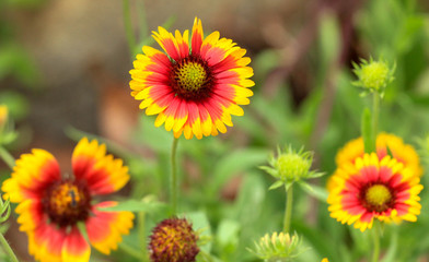 flowers in the garden