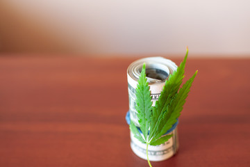 Concept of green plant grow CBD cannabis on dollar currency note. Money and marijuana. Legalization of the drug business. Seedling sprout of green marijuana sticks out of US hundred dollar bills
