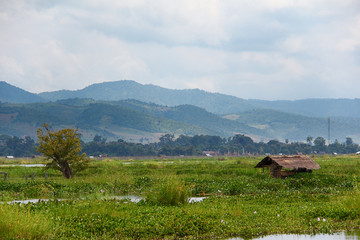 Old wooden hut and a tree with plants on Lake Inle, Myanmar/Birma.