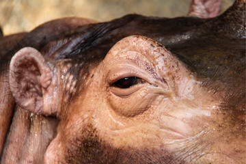 Close-up of a kind of sad face of an hippo in the Yangon Zoo in Myanmar/Birma. - obrazy, fototapety, plakaty