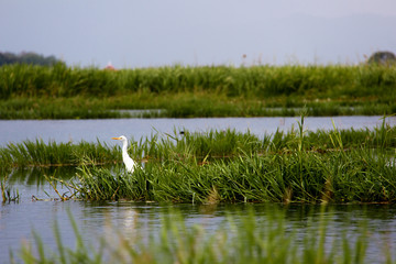 White bird in green plants on Lake Inle, Myanmar/Birma.