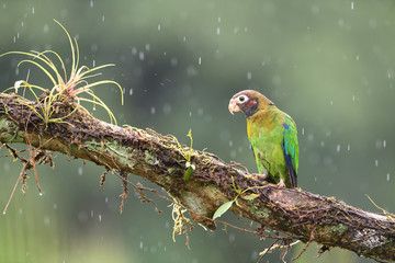 Brown-hooded parrot on branch in rain