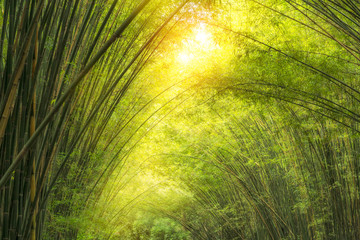Bamboo green leaves background