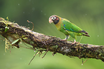Brown-hooded parrot on branch in rain