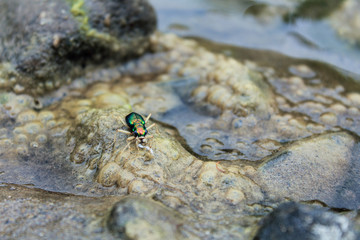 An insect on the stone of a small river where there is little water