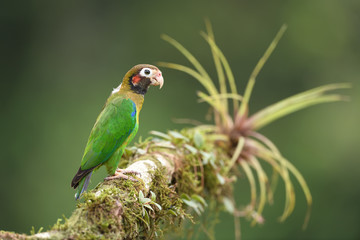 Brown-hooded parrot on branch