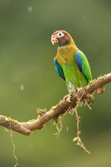 Brown-hooded parrot on branch in rain