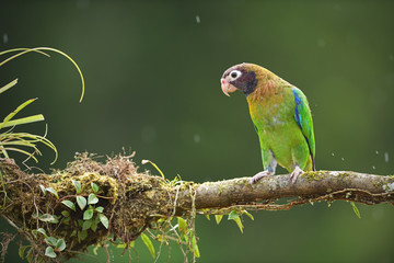 Brown-hooded parrot on branch in rain