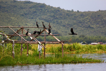 Old wooden framework of a house on Lake Inle, Myanmar/Birma, with black birds sitting on it.