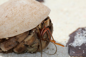 Close-up of a little crab in a shell in Raja Ampat, south-east Asia.