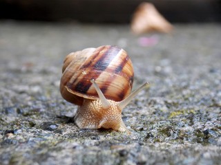 one big snail on the concrete