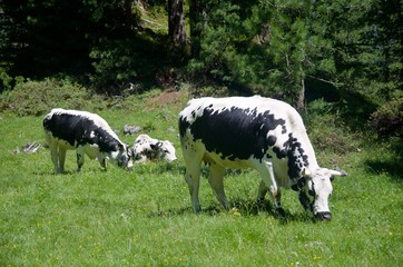 alpine cows in a field