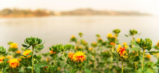 Obraz premium Blooming yellow red flower field on the riverbank.