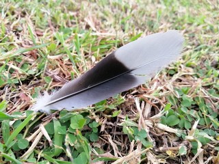 feather in grass