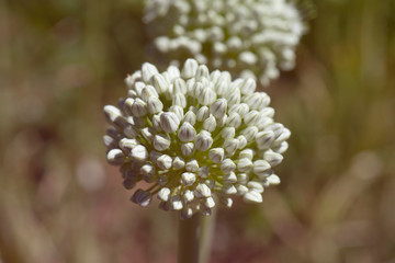 blooming onion plant in garden. Closeup of white onions flowers on summer field. Agricultural background. Summertime rural scene. Traditional ingredients for To improve the taste