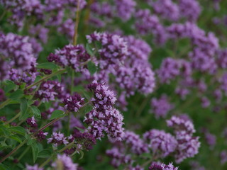 Blumenhintergrund makro