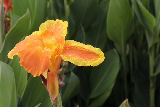 Flower of Canna Yellow King Humbert, also known as canna lily, in tropical part of Nepal near Ramechhap. Nature, Plants and flowers, romance and holidays concept.