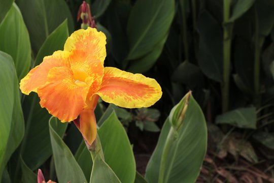 Flower of Canna Yellow King Humbert, also known as canna lily, in tropical part of Nepal near Ramechhap. Nature, Plants and flowers, romance and holidays concept.
