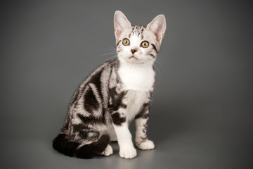 American shorthair cat on colored backgrounds